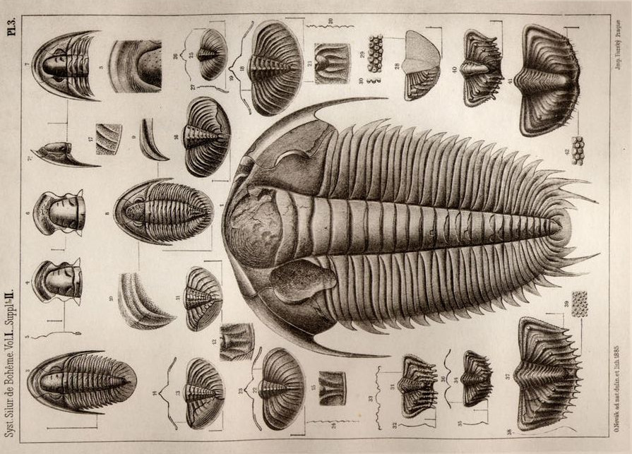 Construction of the original trilobites